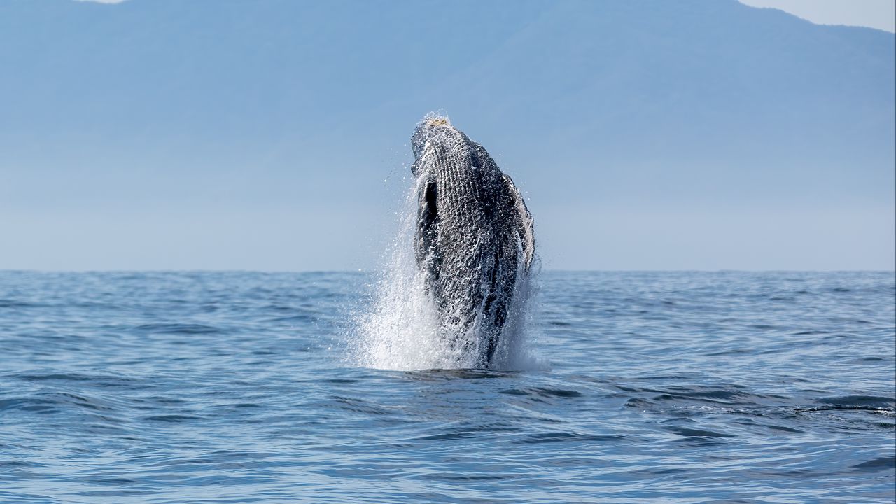 Wallpaper whale, splashes, sea