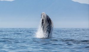 Preview wallpaper whale, splashes, sea
