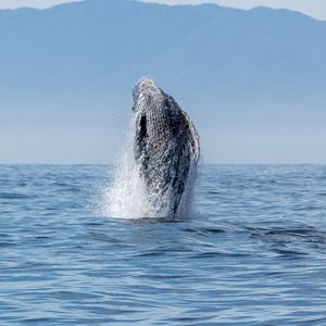Preview wallpaper whale, splashes, sea