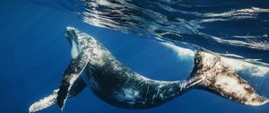 Preview wallpaper whale, swimming, underwater, water