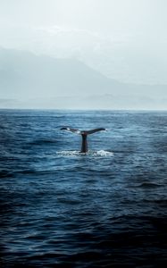 Preview wallpaper whale, tail, ocean, waves, predator