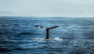 Preview wallpaper whale, tail, ocean, waves, predator