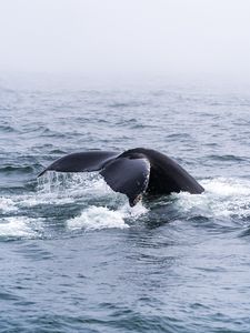 Preview wallpaper whale, tail, sea, animal, horizon