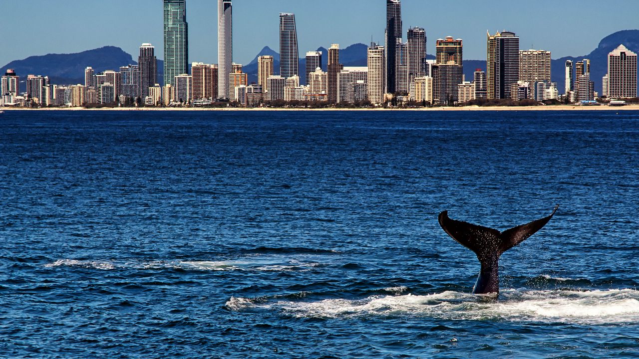 Wallpaper whale, tail, sea, water, city, coast