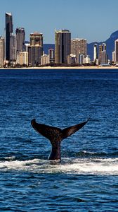 Preview wallpaper whale, tail, sea, water, city, coast