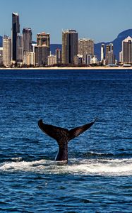 Preview wallpaper whale, tail, sea, water, city, coast