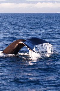 Preview wallpaper whale, tail, sea, splashes