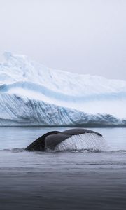 Preview wallpaper whale, tail, splash, ice, iceberg