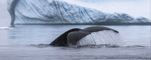Preview wallpaper whale, tail, splash, ice, iceberg