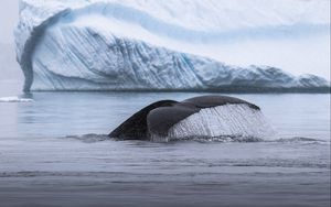 Preview wallpaper whale, tail, splash, ice, iceberg