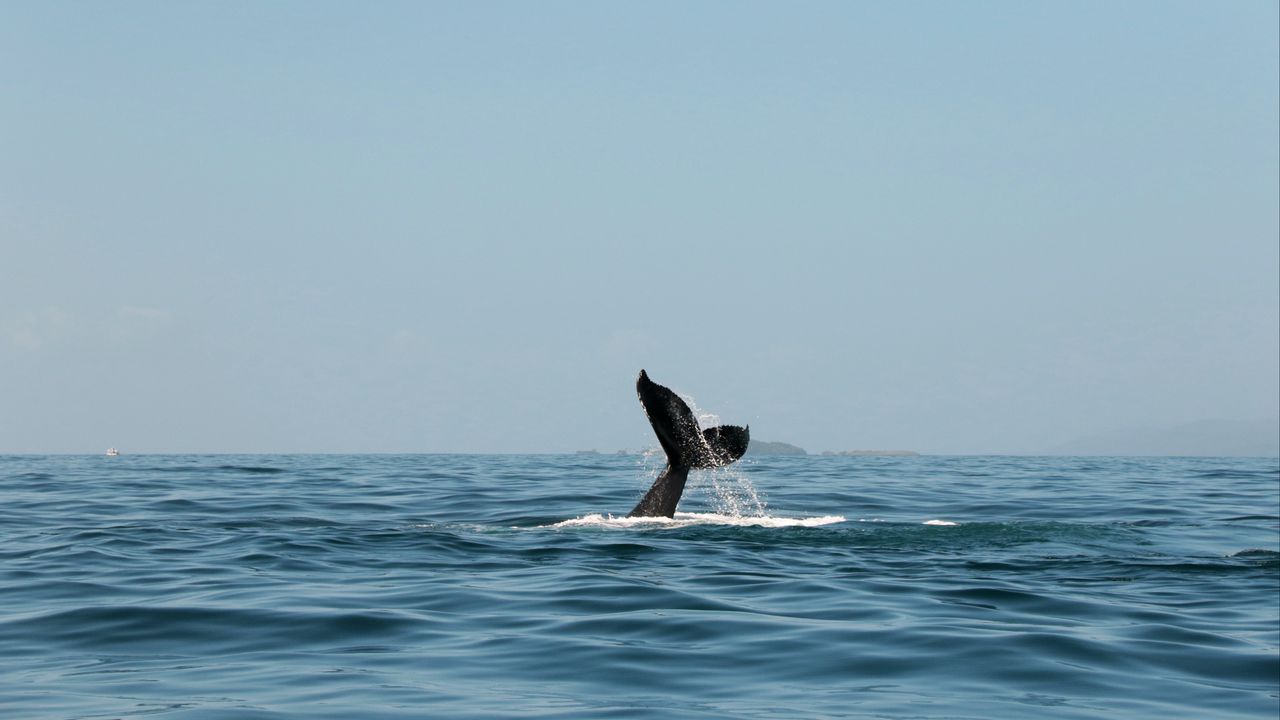 Wallpaper whale, tail, spray