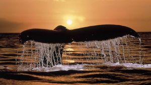 Preview wallpaper whale, tail, spray, sunset