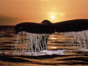 Preview wallpaper whale, tail, spray, sunset