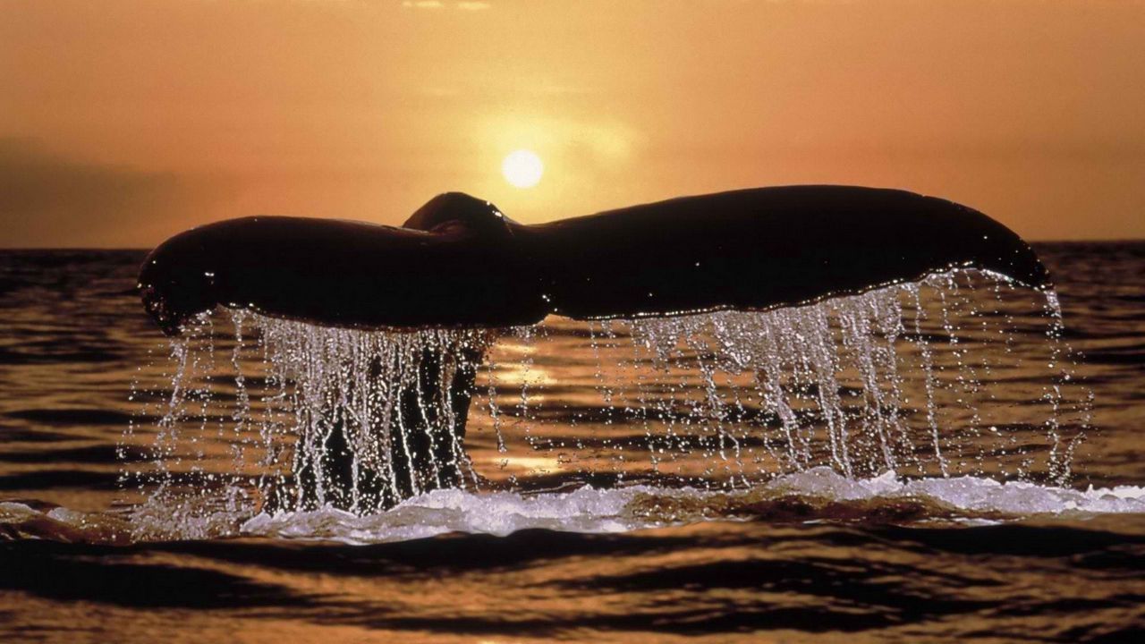 Wallpaper whale, tail, spray, sunset