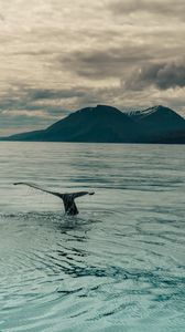 Preview wallpaper whale, tail, water, sea