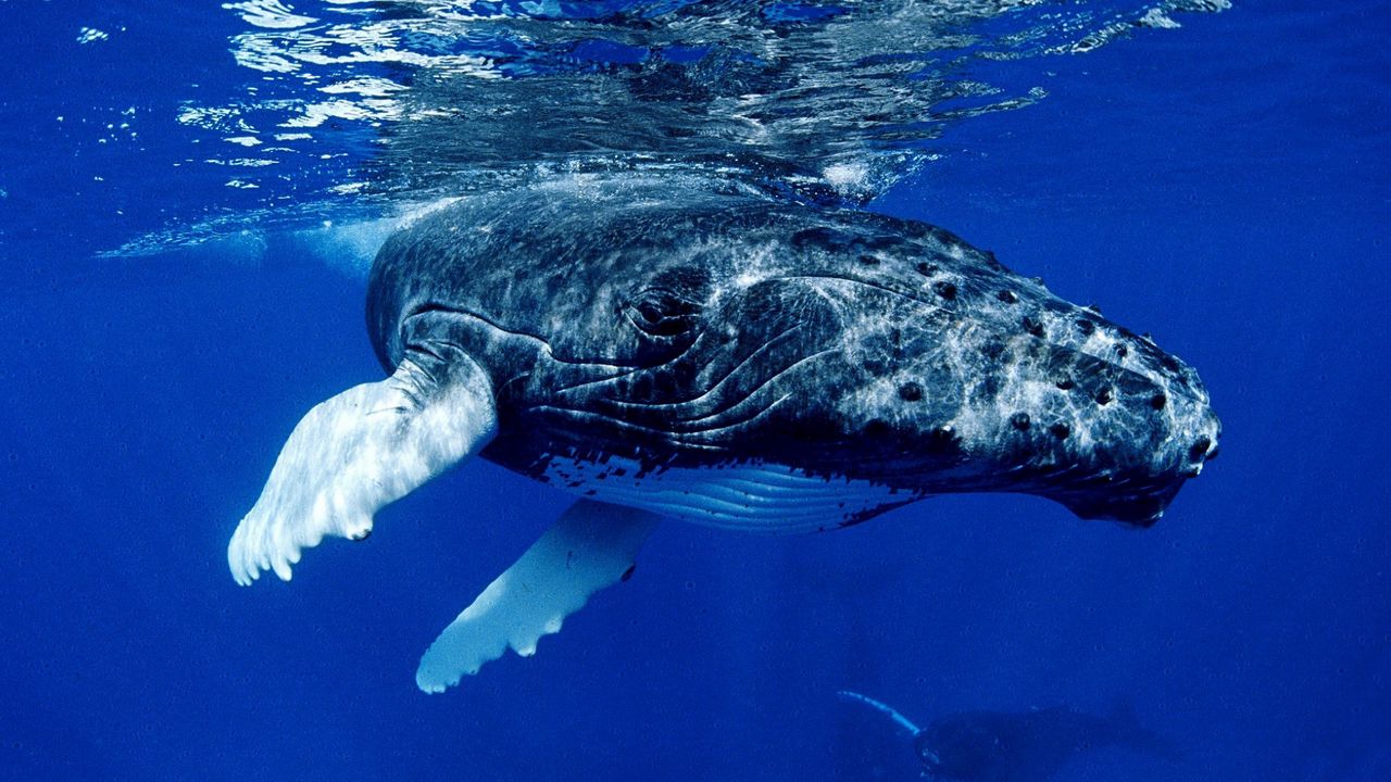 Wallpaper whale, water, ocean