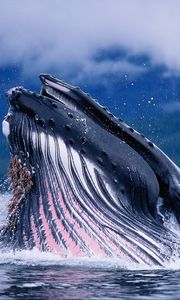 Preview wallpaper whale, water, waves