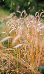 Preview wallpaper wheat, blur, ears, nature