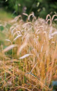 Preview wallpaper wheat, blur, ears, nature