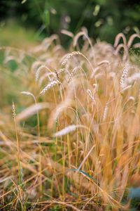 Preview wallpaper wheat, blur, ears, nature