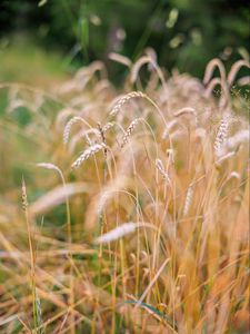 Preview wallpaper wheat, blur, ears, nature