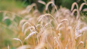 Preview wallpaper wheat, blur, ears, nature