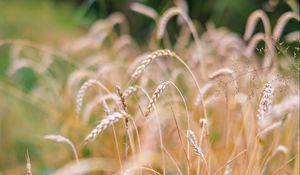 Preview wallpaper wheat, blur, ears, nature