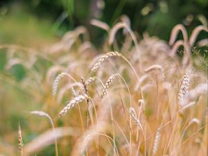 Preview wallpaper wheat, blur, ears, nature