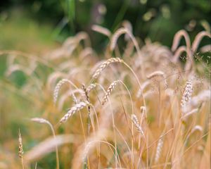 Preview wallpaper wheat, blur, ears, nature