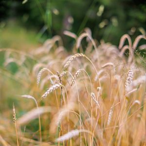 Preview wallpaper wheat, blur, ears, nature