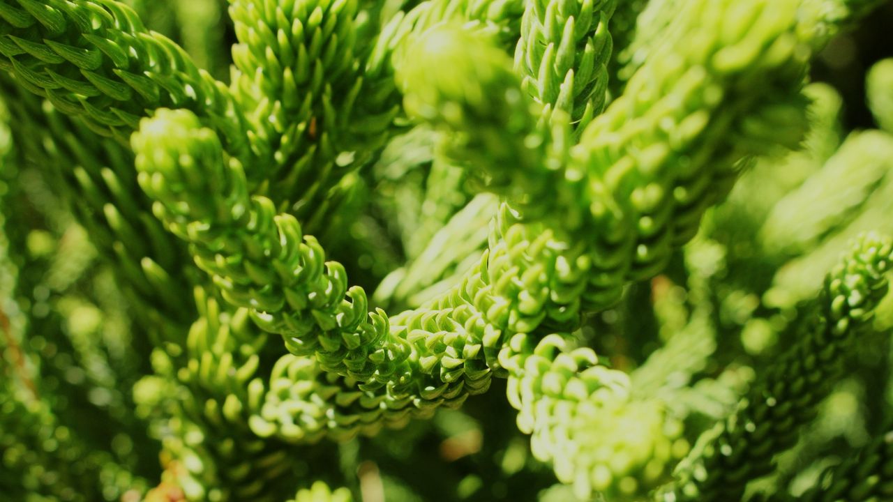 Wallpaper wheat, close up, plant