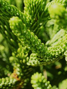 Preview wallpaper wheat, close up, plant