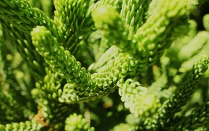 Preview wallpaper wheat, close up, plant