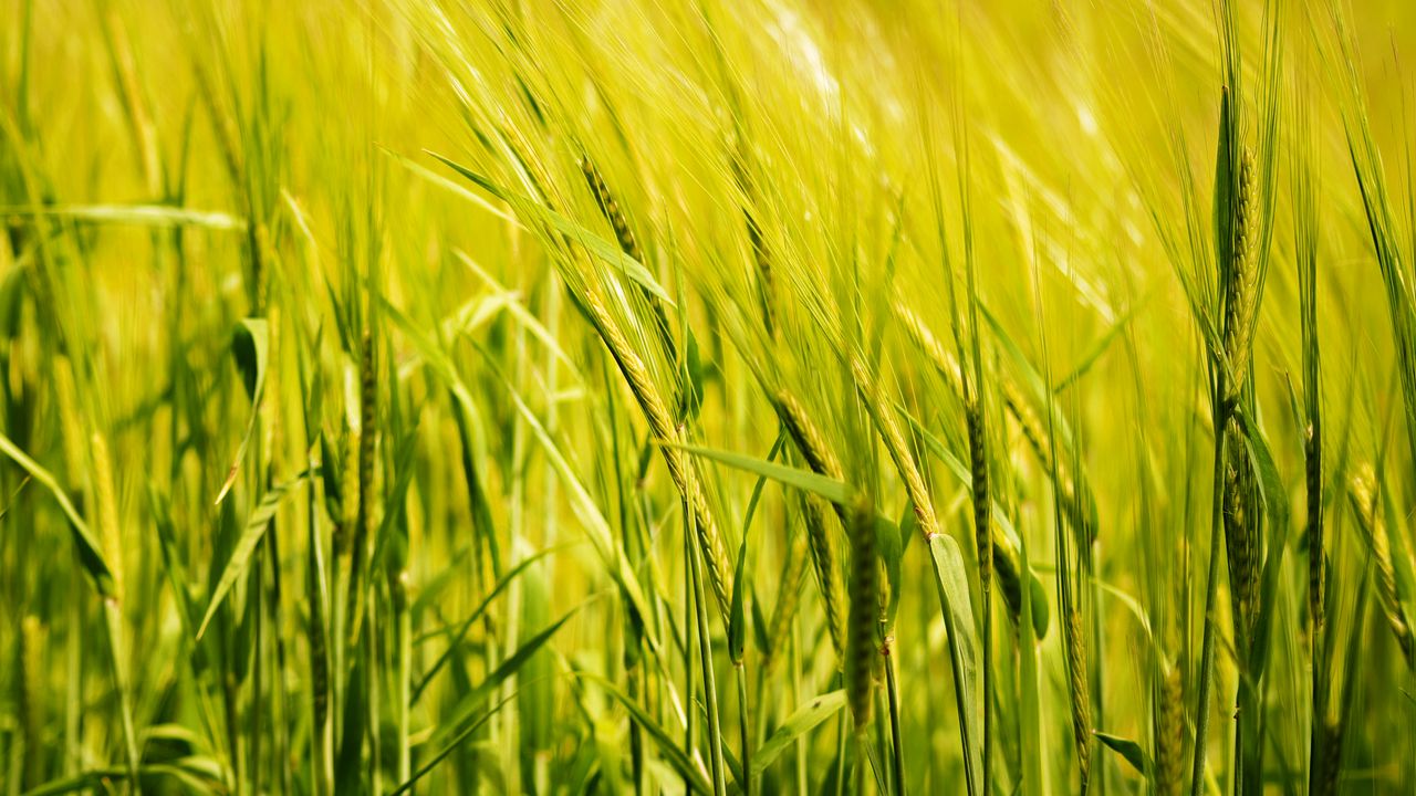 Wallpaper wheat, ear, field, green