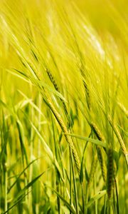 Preview wallpaper wheat, ear, field, green