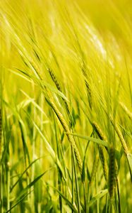 Preview wallpaper wheat, ear, field, green