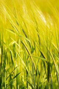 Preview wallpaper wheat, ear, field, green