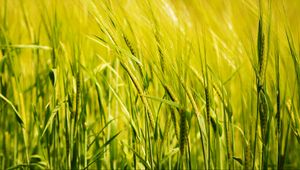 Preview wallpaper wheat, ear, field, green