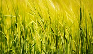 Preview wallpaper wheat, ear, field, green