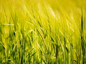 Preview wallpaper wheat, ear, field, green