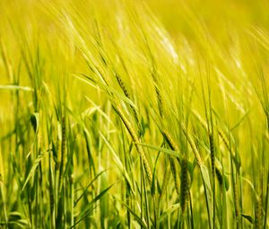 Preview wallpaper wheat, ear, field, green