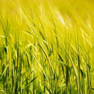 Preview wallpaper wheat, ear, field, green