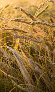 Preview wallpaper wheat, ear, field, nature, macro