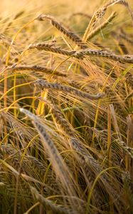 Preview wallpaper wheat, ear, field, nature, macro