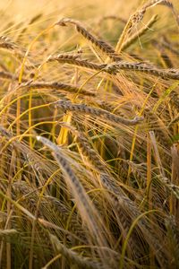 Preview wallpaper wheat, ear, field, nature, macro