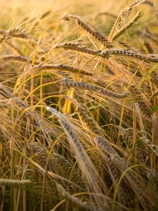 Preview wallpaper wheat, ear, field, nature, macro
