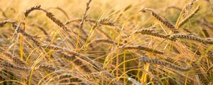 Preview wallpaper wheat, ear, field, nature, macro