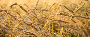 Preview wallpaper wheat, ear, field, nature, macro