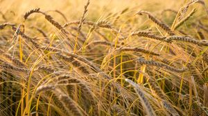 Preview wallpaper wheat, ear, field, nature, macro