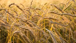 Preview wallpaper wheat, ear, field, nature, macro